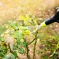 spraying-a-rose-bush-with-a-fungicide